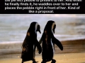 Penguin love