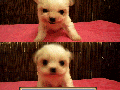Cutest Pok�mon Ever