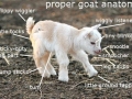 Anatomy of a goat