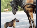 The smallest horse