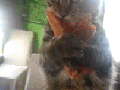 Nooo! That's mine!
