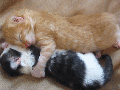 Sleepy Kittens