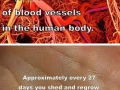 Human body facts