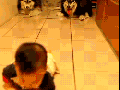 Dogs imitate baby