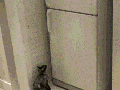 Nothing can stop a cat