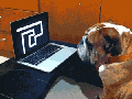 Dog doesn't give a f**k