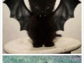 Cute Halloween Kittens