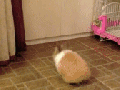 Do a double jump