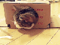 Box kitty transformation