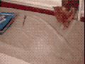 Not a smart kitten