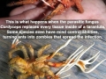 Facts that will horrify you