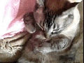 Pet me, bro