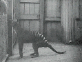 Thylacine