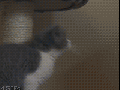 Kitten climbing fail