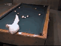Guy plays pool with c**k