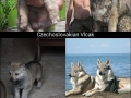 Awesome dog breeds