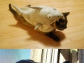 Cats in shark costumes