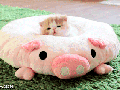 Can't get much cuter!