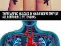 Human body facts