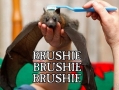 Brushie brushie