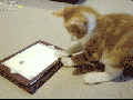 Frustrated gamer