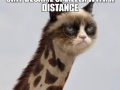 Grumpy Catraffe
