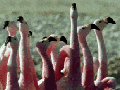 Curious flamingos
