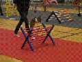 Bunny competition