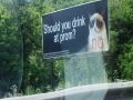 Grumpy Cat