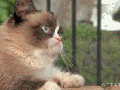 Grumpy cat found her bf