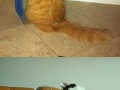 Just cats acting normally