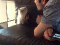 Kung-fu cat returns!