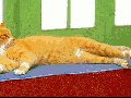 Cat physique