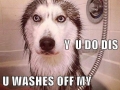 Husky after bath