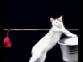 Just watch it
