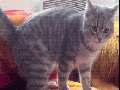 Auto-cats roll out!