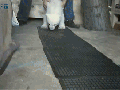 Baby Polar Bear