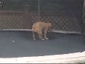 Bulldog on a trampoline