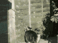 Cat parkour