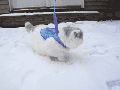 Kitty's first time in snow