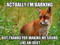Thoughts of a fox