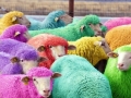 Freshly dyed sheep