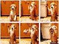 How to catch a ball