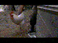 Chicken Arrow