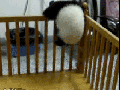 Jail break