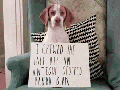 Dog shaming