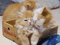 Omg, enough kisses!