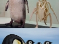Penguins have long necks..