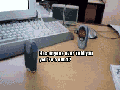 Phone Fight