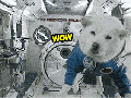 Space dog